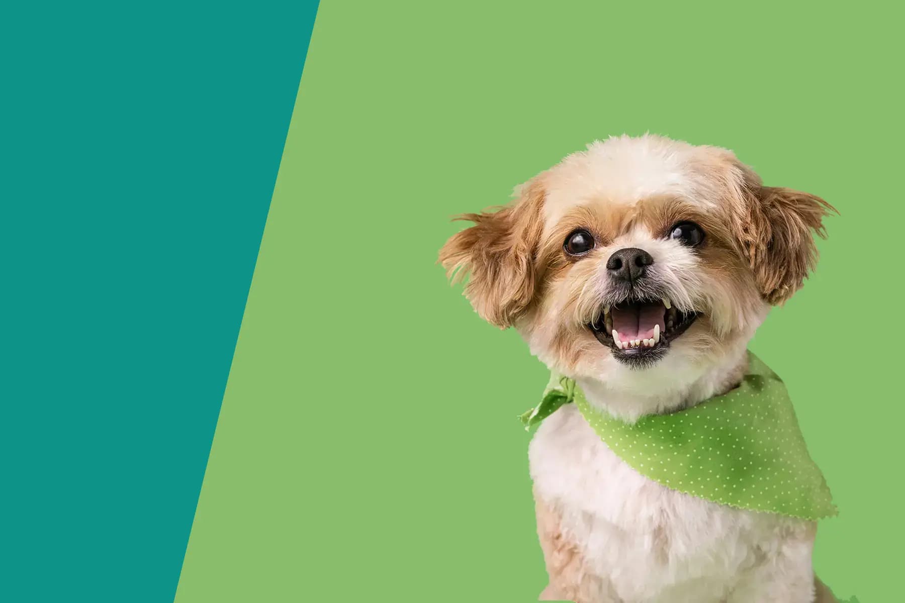 Pawline Veterinary template hero